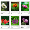 2025 Desk Calendar - Blossoms - Floral Pictures