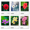 2025 Desk Calendar - Blossoms - Floral Pictures