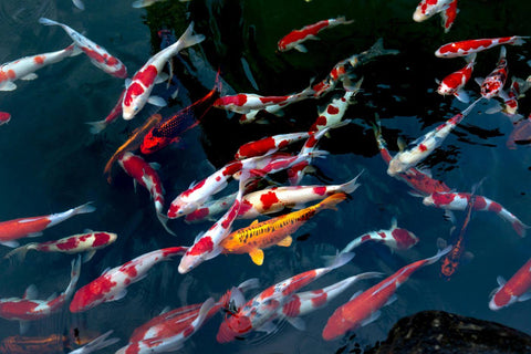 Koi Fish Swimming  In A Pond - Symbols Of Love And Friendship - Feng Shui Painting - Life Size Posters by Roselyn Imani