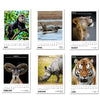 Desk Calendar 2025 - Wildlife, Incredible Animals of India