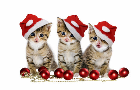 Kittens in Santa Hat - Posters