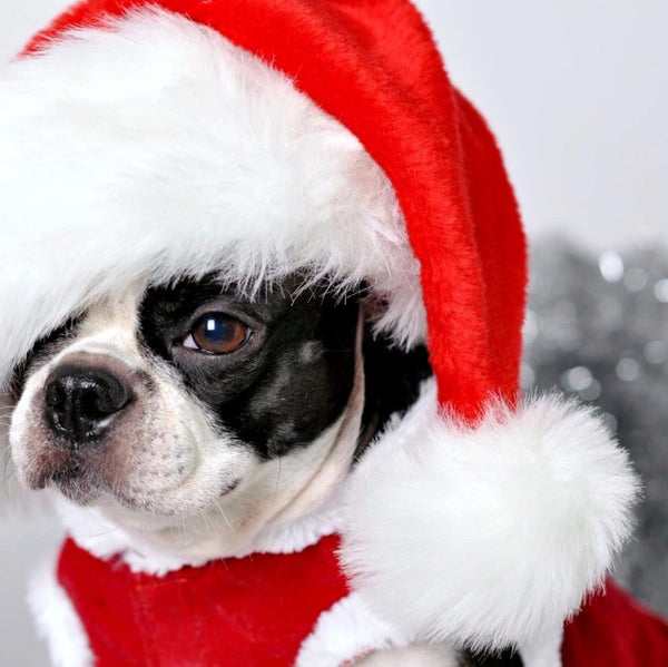 Pug in Santa Hat - Framed Prints