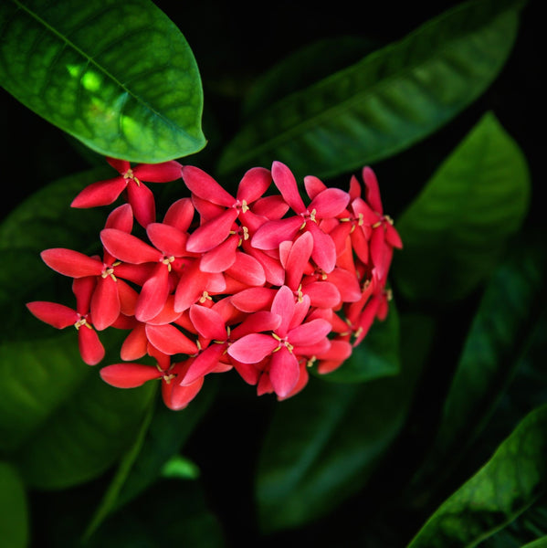 Red Flowers & Green Leaves - Large Art Prints