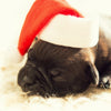 Sleeping Dog in Santa Hat - Canvas Prints