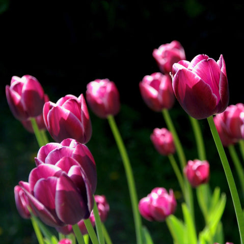 Tulips in Spring - Canvas Prints