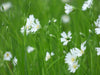 Stellaria Holostea - Life Size Posters