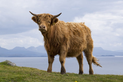 Highland Bull - Art Prints