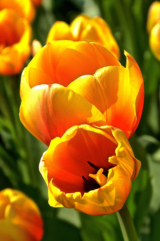 Yellow Tulip - Canvas Prints by Floriske Gerritsma