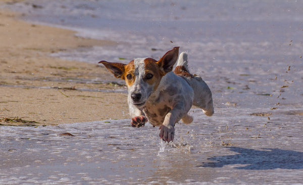 Jack Russell's Run - Posters