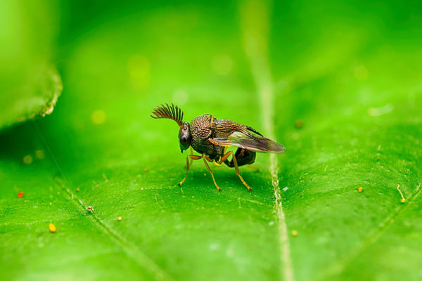 Bee With Horn - Posters