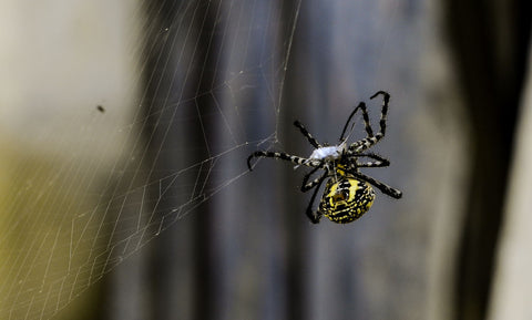 Species: Argiope Catenulata - Art Prints