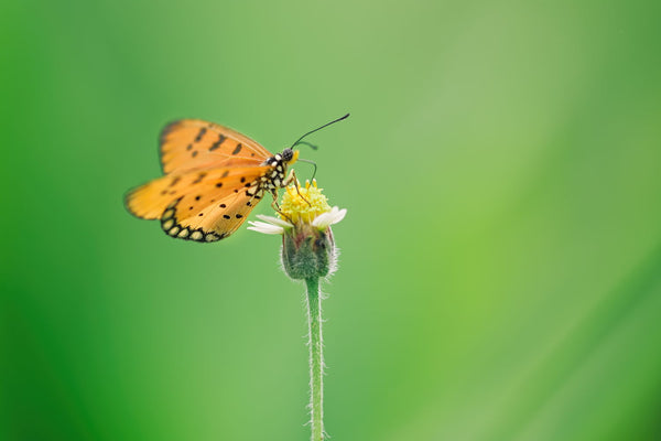 Danaus Genutia - Life Size Posters