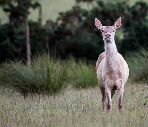 Red Deer - Art Prints