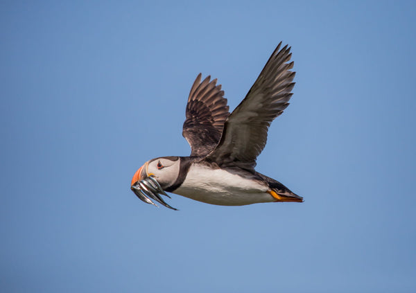 Puffin - Framed Prints