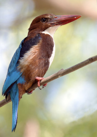 White Breasted Kingfisher - Canvas Prints by Sanjeev Iddalgi