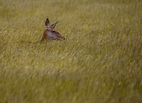 Lost In The Grass - Art Prints