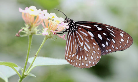 Dark Blue Tiger Butterlfy (Tirumala Septentrionis) - Posters