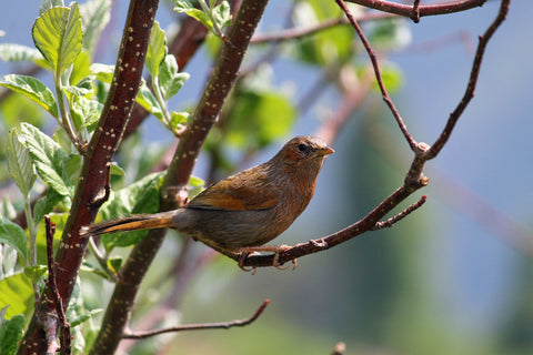 Streaked Laughing Thrush - Art Prints