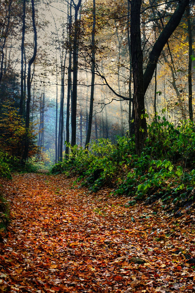 Forest Rays - Life Size Posters