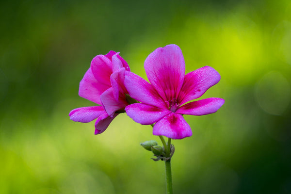 Pink Flower by Lizardofthewisard | Buy Posters, Frames, Canvas ...