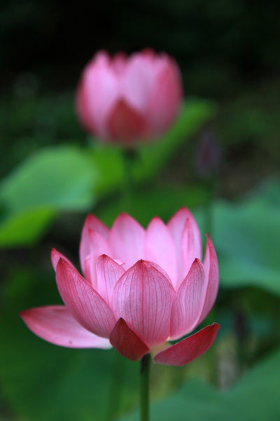 Sacred Lotus - Framed Prints