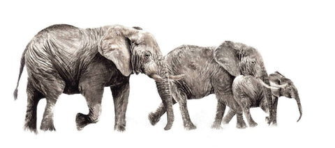 Jumbo Family Asian Elephants  Fine Art Pencil Drawings  Flickr