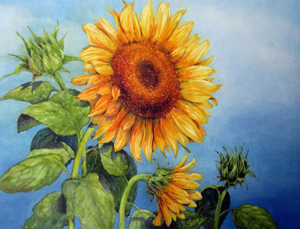 Blooming Sunflowers By Michael Pierre 