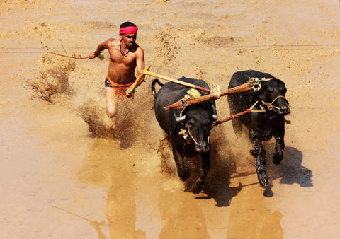 Kambala - Annual Buffalo Race In Karnataka - India - Life Size Posters by Tallenge Store