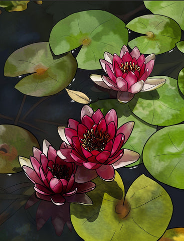 Lotus Blooms - Canvas Prints