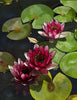 Lotus Blooms - Canvas Prints