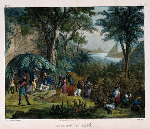 Indian Workers Harvesting The Crop On A Coffee Plantation - Johann Moritz Rugendas by Johann Moritz Rugendas