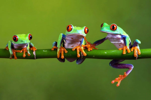 Red Eyed Tree Frogs Council - Life Size Posters