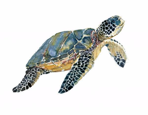 Swimming Sea Turtle - Posters