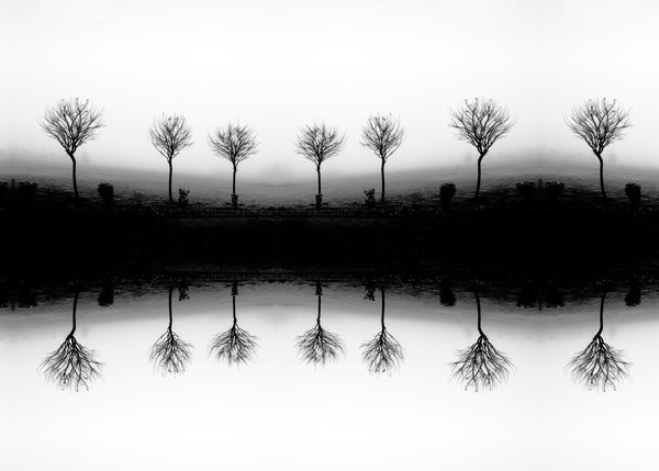 Leafless Tree In Fog Stock - Large Art Prints