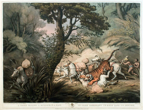 Tiger Seizing A Bullock - Thomas Williamson - Vintage Orientalist Paintings of India - Art Prints