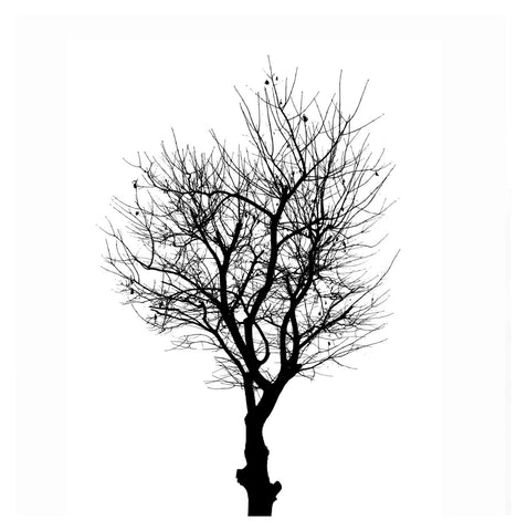 Tree In Silhouette II by Henry