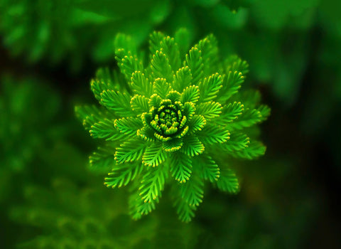 Best Gift for Valentines Day - Macro Green Leaves - Large Art Prints by Sina Irani